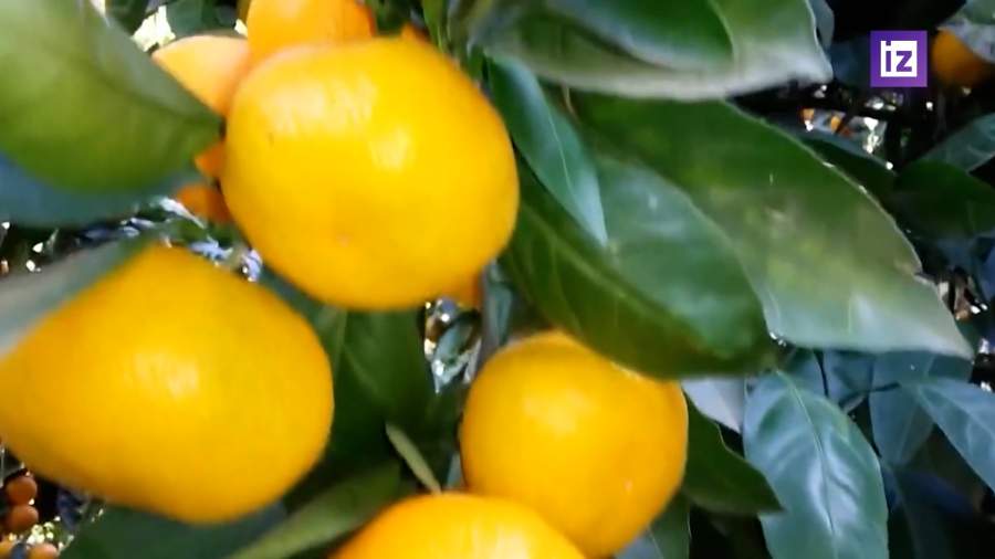 Россияне по итогам года съедят около 1,17 млн тонн мандаринов