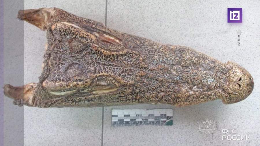 В Новосибирске таможенники обнаружили высушенную голову крокодила