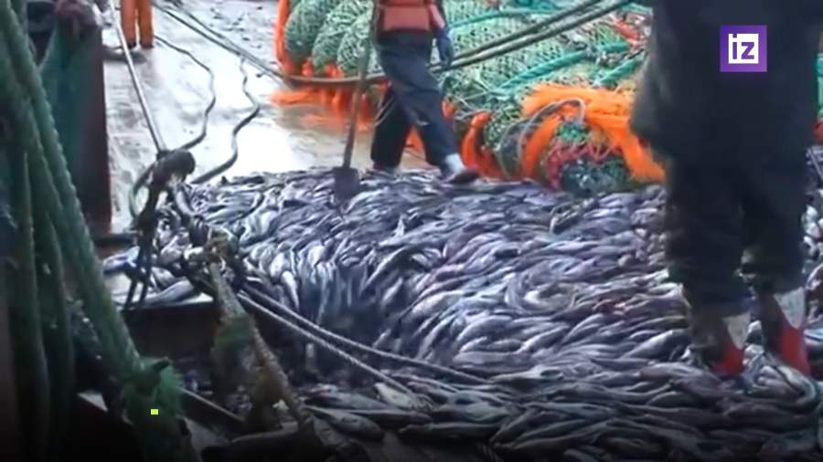 Российские рыбаки снова обогнали США по вылову минтая