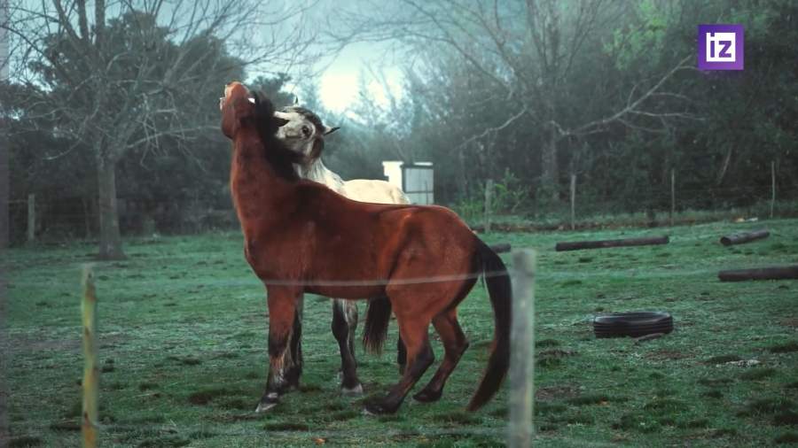 Из-за вспышки ящура более 10 стран запретили поставки животных из Германии