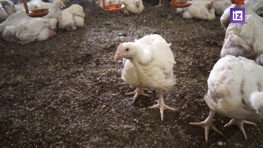 Птицеводческим хозяйствам будет присвоен зоосанитарный статус