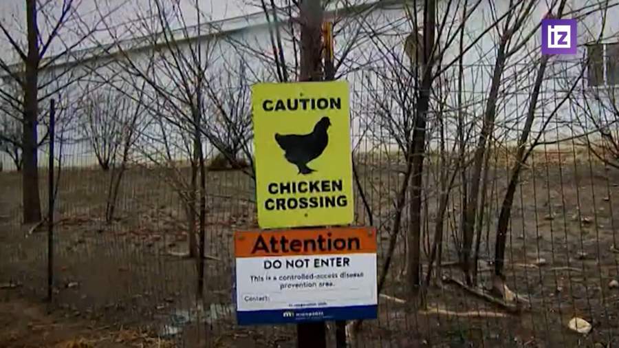 В США появился новый штамм птичьего гриппа