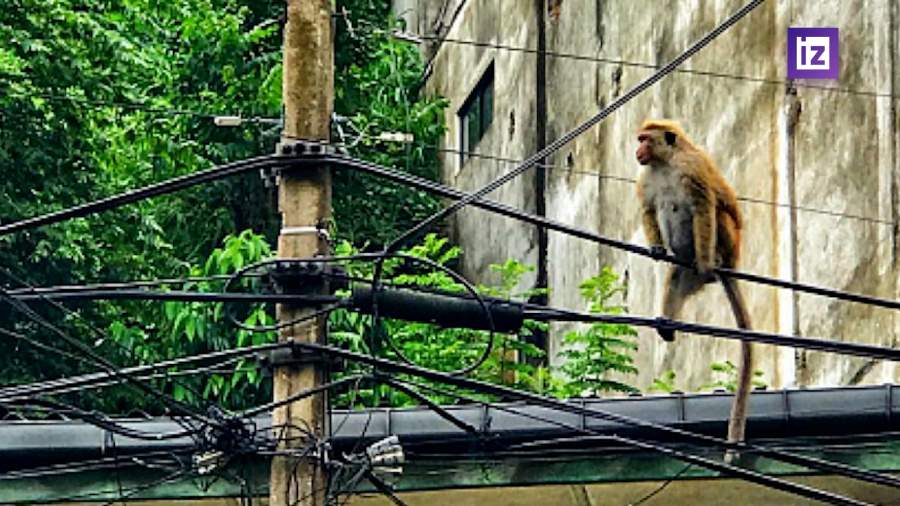 Обезьяны стали причиной масштабного отключения электричества на Шри-Ланке