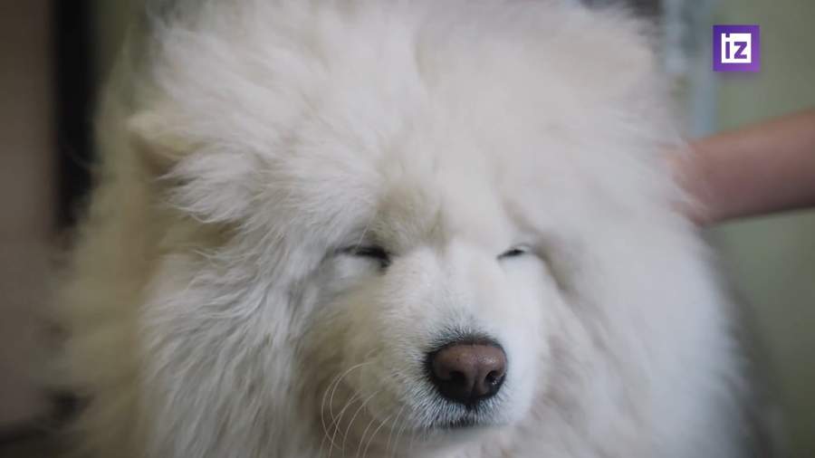 В России возникла нехватка ветеринарных препаратов