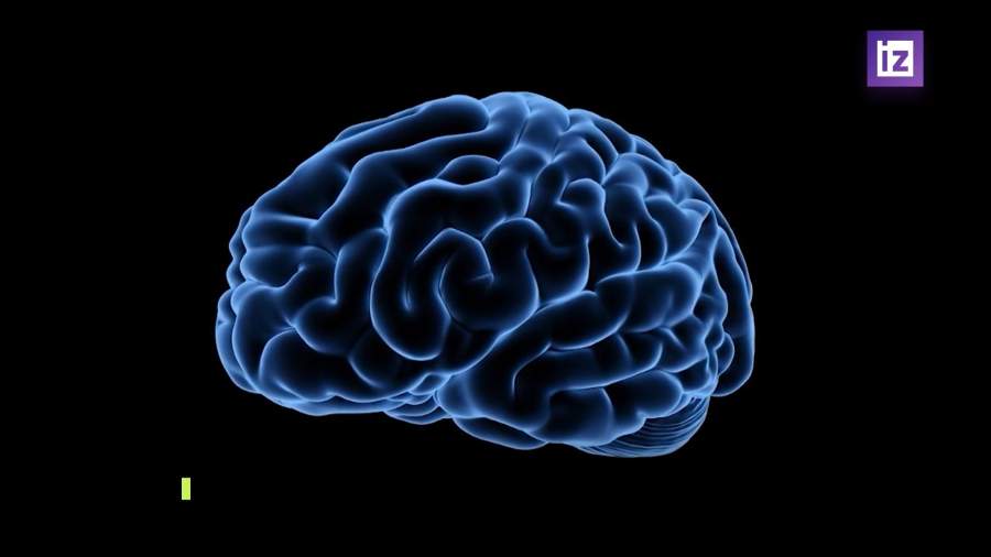 Российские ученые получили новые данные о работе мозга