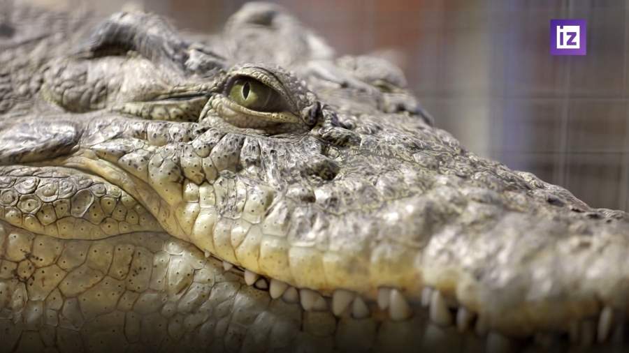 Правительство РФ утвердило список из 121 запрещенного к содержанию животного