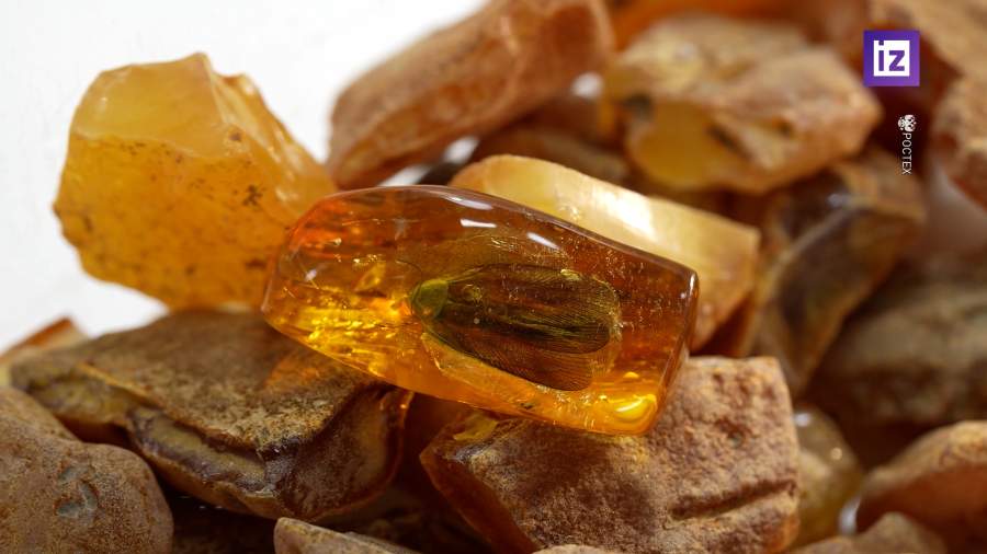 В Калининградской области нашли янтарный инклюз с древним тараканом