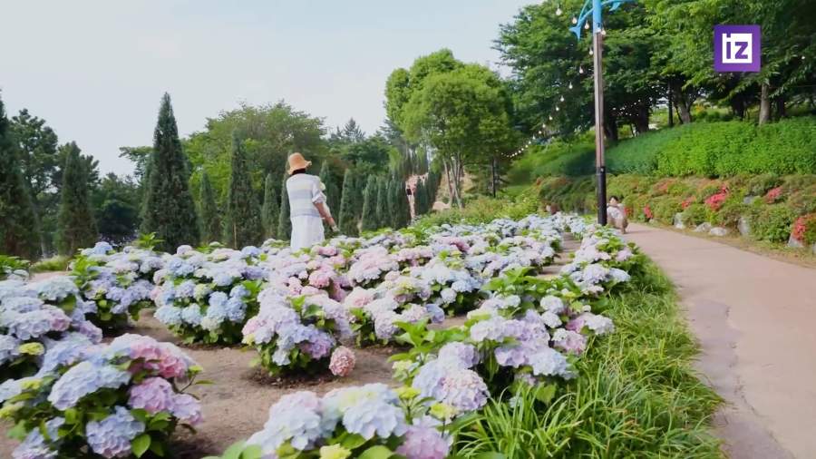 В Республике Корея открылся фестиваль гортензий
