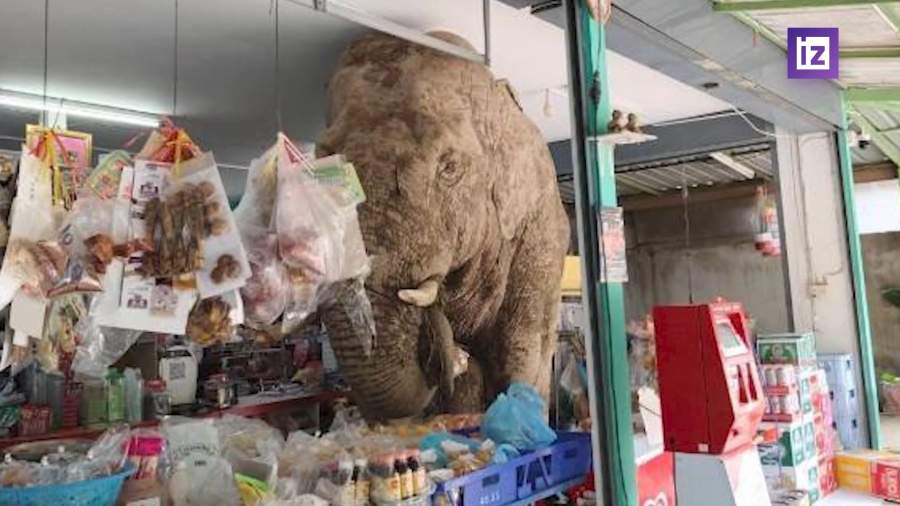 В Таиланде слон наведался в продуктовую лавку