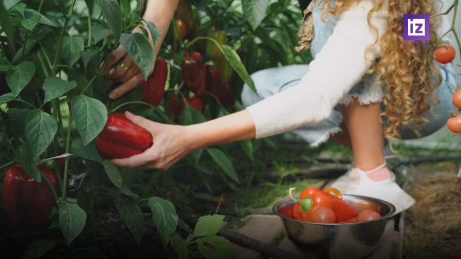 Российские аграрии заявили о нехватке семян овощей