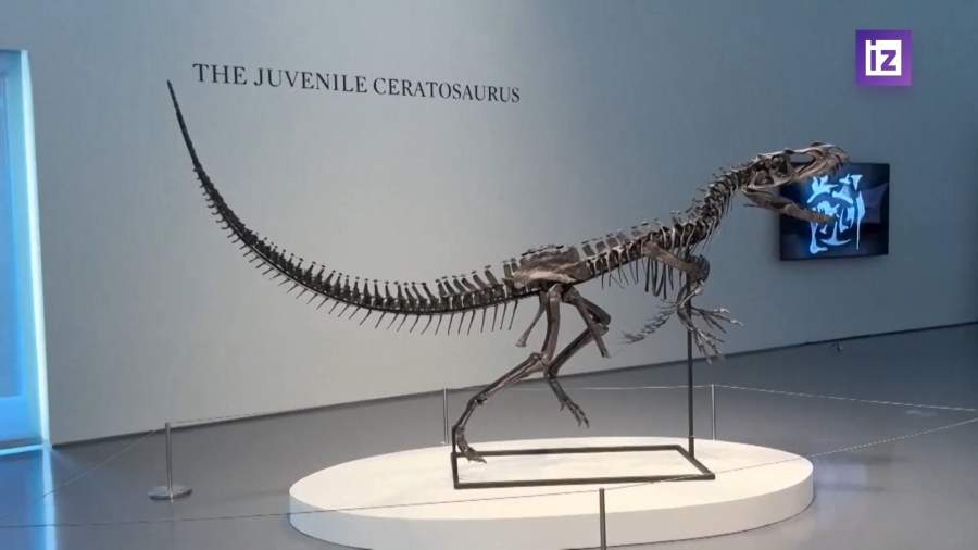 Sotheby's продает скелет редкого молодого цератозавра