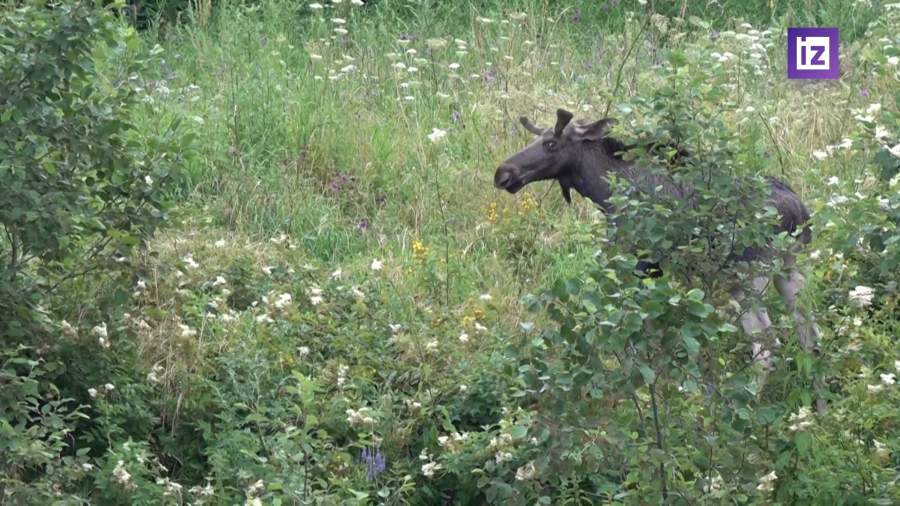 В Истре спасли лосей с территории водохранилища