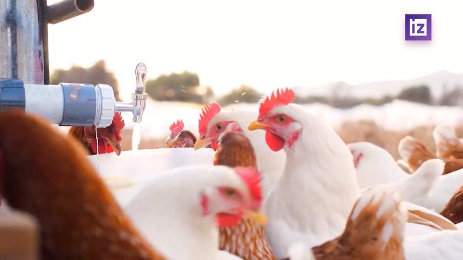 Экспорт мяса птицы из РФ увеличился на 23%