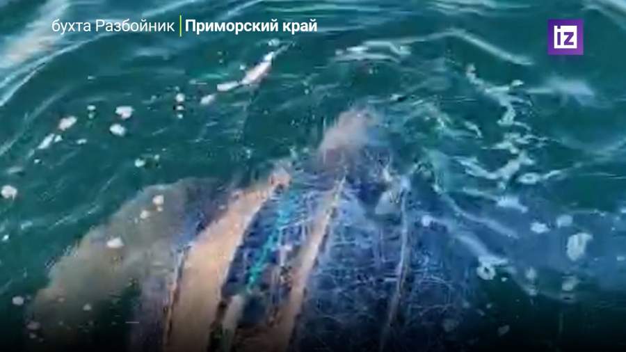 Крупную тропическую черепаху спасли в Приморье