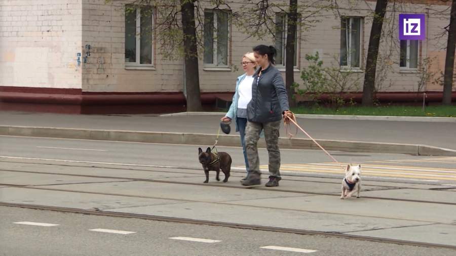 В России предлагают ввести маркировку домашних животных