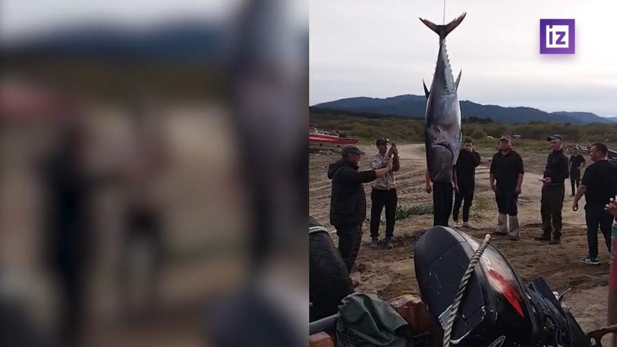 В Охотском море выловили гигантского тунца