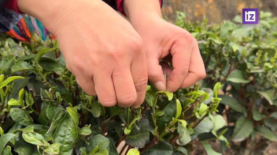 Минпромторг попросили отложить сроки внедрения обязательной идентификации чая