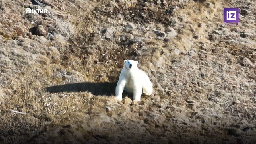 Российские ученые подсчитали численность популяции белых медведей в Якутии