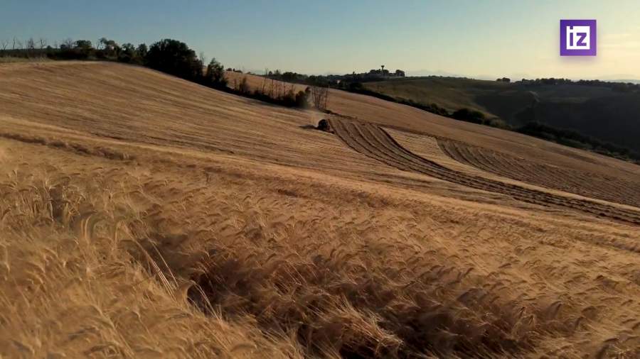 Россия готова увеличить поставки пшеницы в Египет