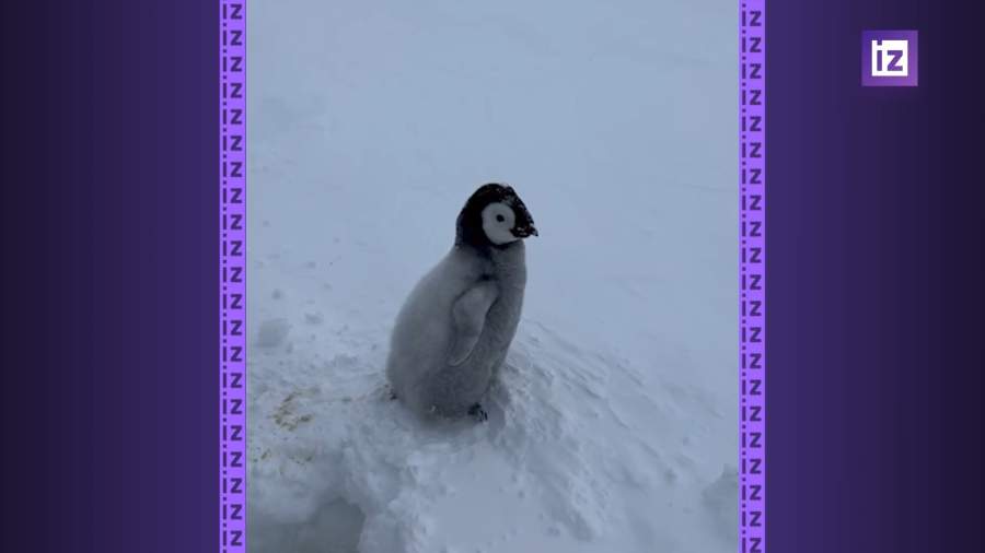В Антарктиде российские полярники спасли детеныша императорского пингвина