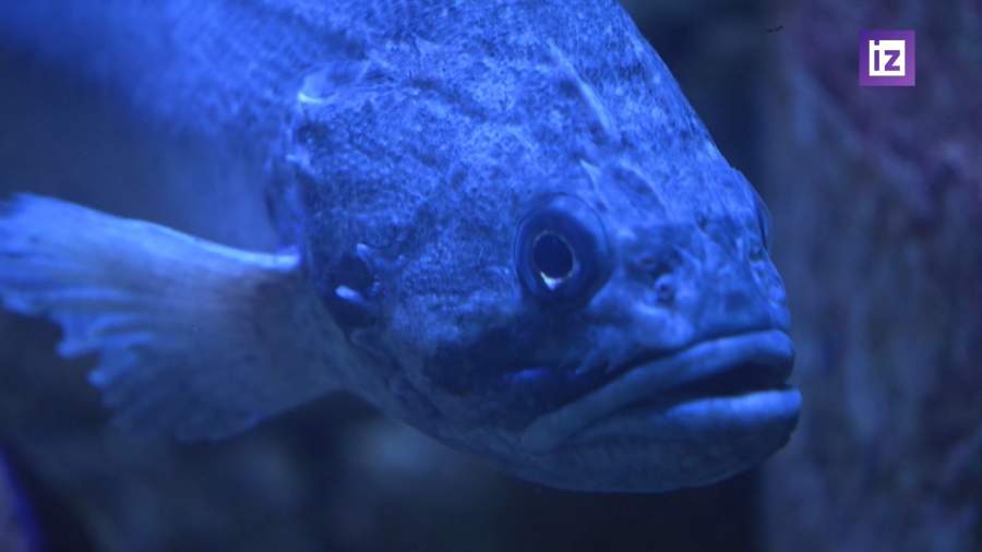 Корейский окунь угрожает популяции черноморских рыб