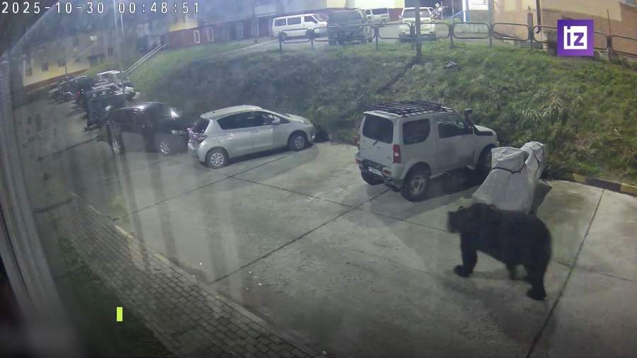По улицам Южно-Курильска прогулялся медведь