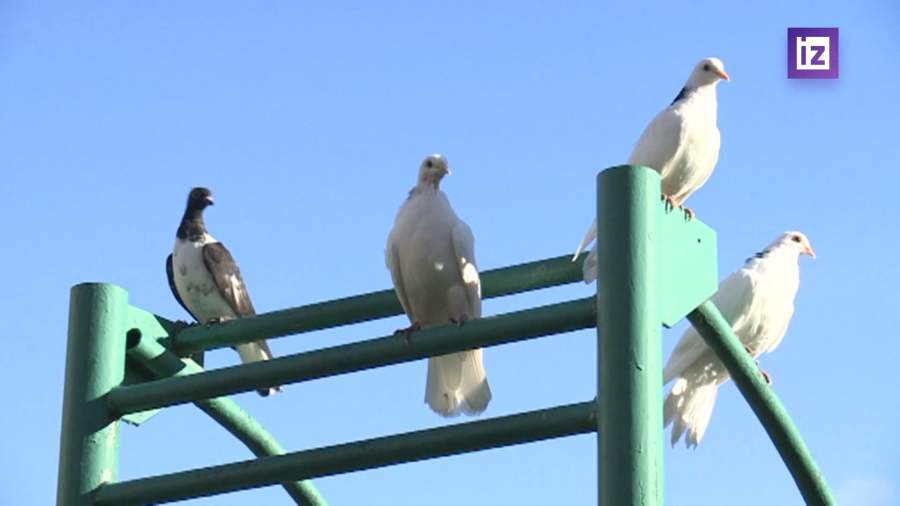 В России снизилось число опасных скоплений птиц вблизи аэродромов