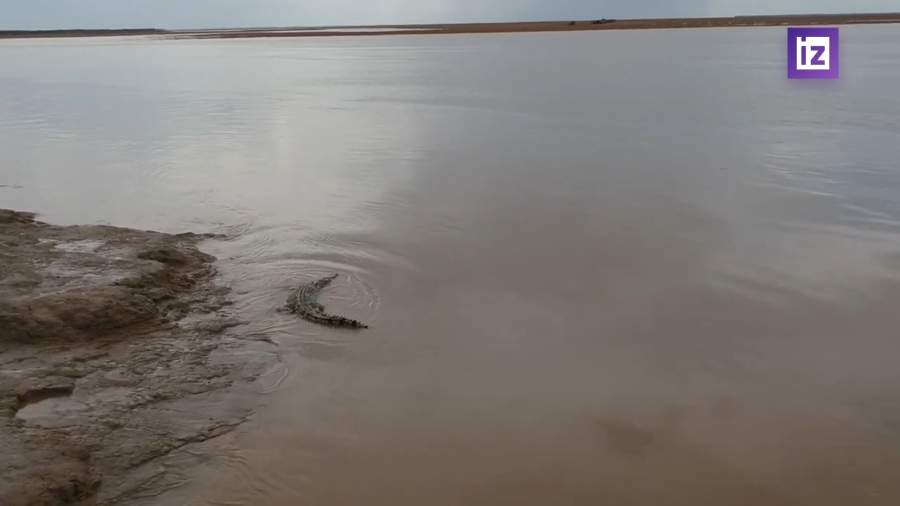 Для Олимпиады-2032 признали пригодной реку с крокодилами