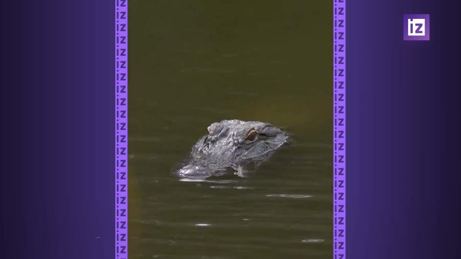 В Миссисипи мужчина залез в озеро к аллигаторам для игры в гольф