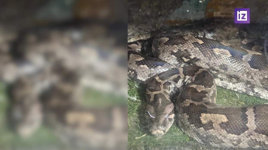 Росприроднадзор пристроил изъятых у частного зоопарка животных