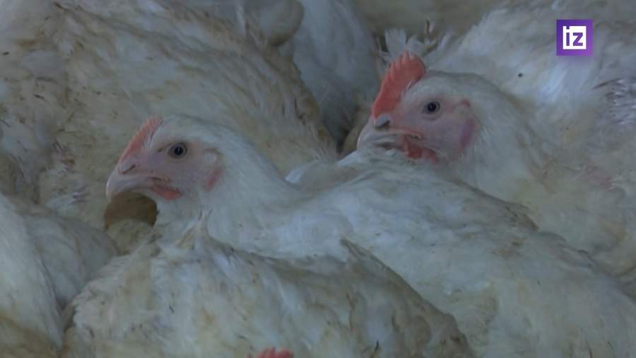 Стоимость куриных яиц опустилась ниже двухлетнего уровня