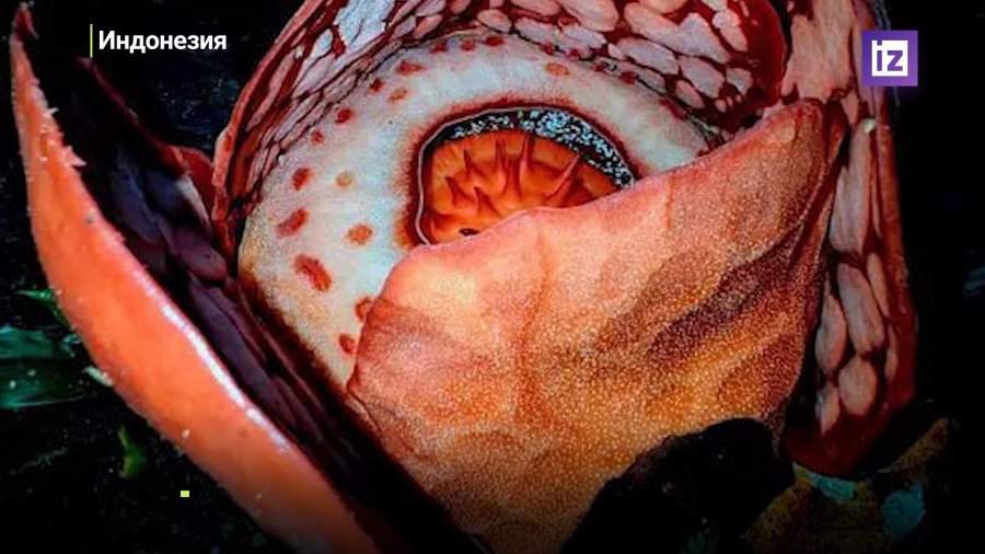 Редчайший цветок обнаружили в Индонезии