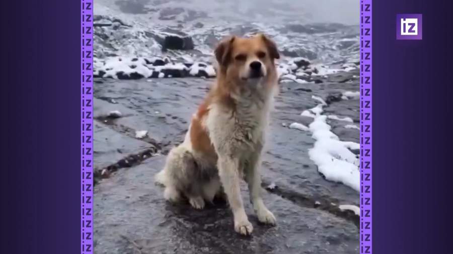 Дикая собака спасла туриста в горах