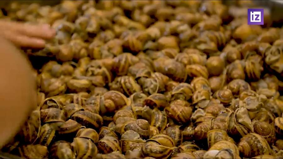 Во Франции опустошили ферму улиток