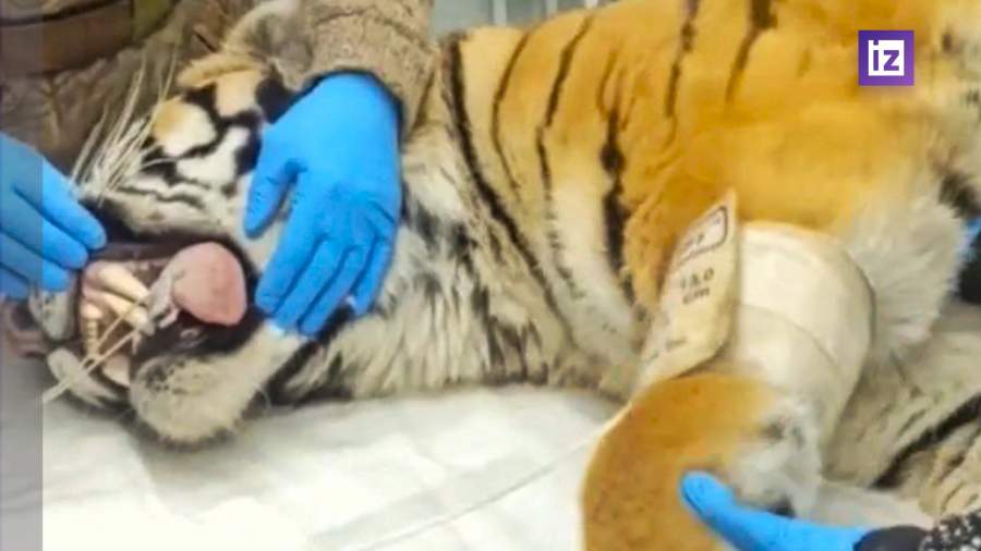 В Приморье молодого самца амурского тигра выпустили на свободу подальше от людей