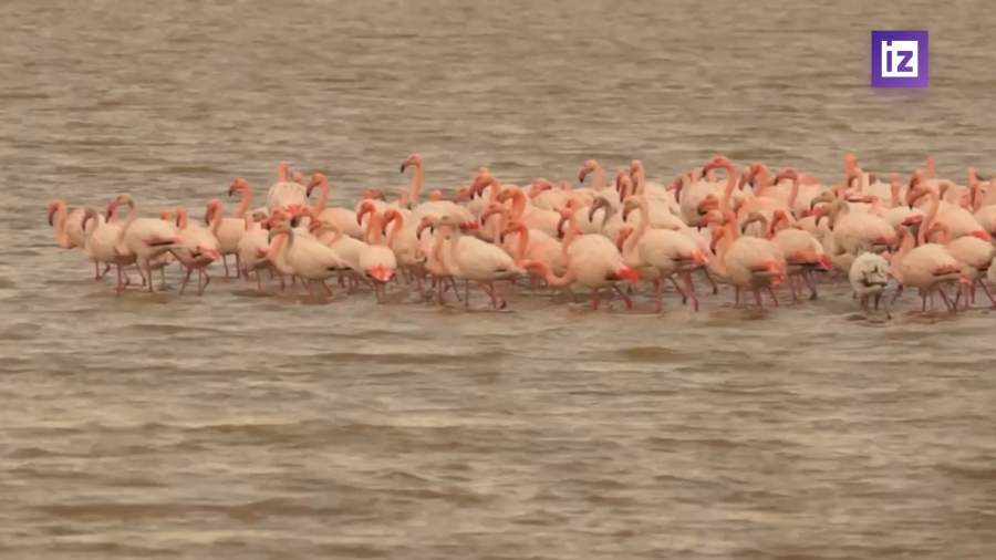В Крыму заметили стаю из 160 фламинго