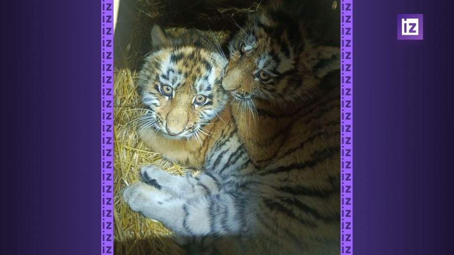 В Приморье спасли оставшихся без матери тигрят