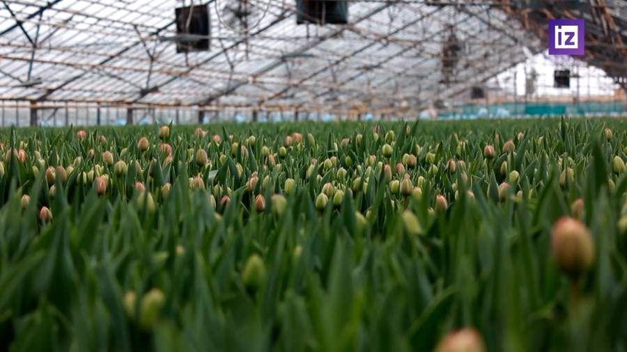 Почти 80% цветов в РФ поставляются из-за рубежа