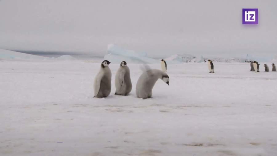 Ученые опасаются за жизни императорских пингвинов