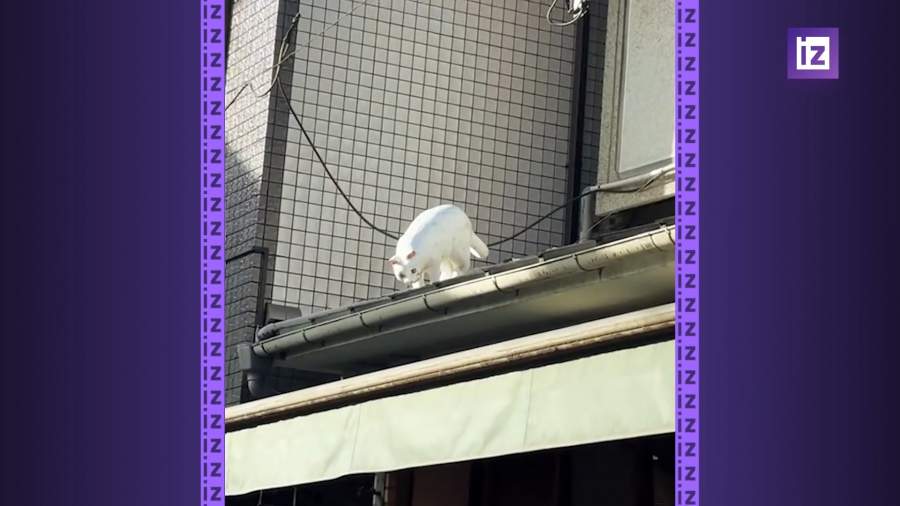 День кошек отмечается в Японии