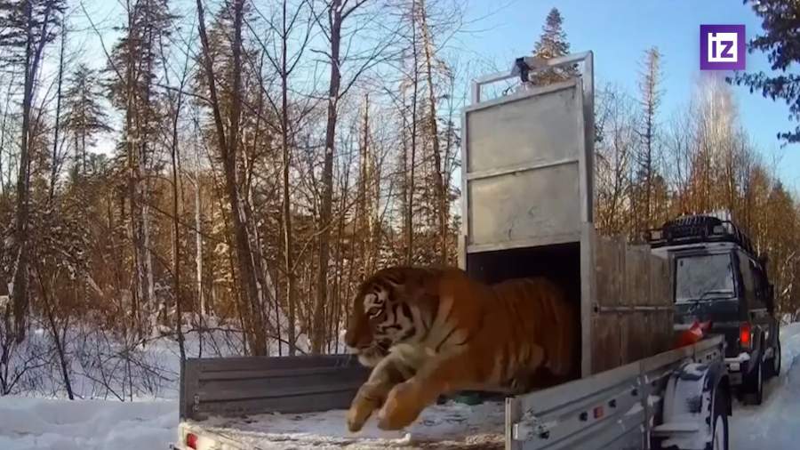 Амурскую тигрицу с тремя тигрятами вернули в дикую природу