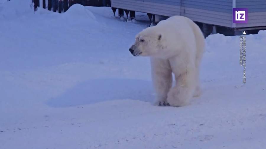 Белый медведь ворует мясо у жителей Чукотки
