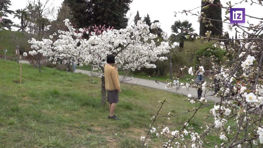 На юге России начался сезон цветения сакуры
