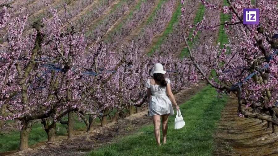 В Испании зацвели тысячи персиковых деревьев
