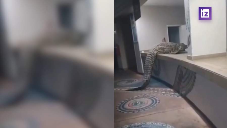 В ресторане одного из дорогих отелей Зимбабве появился весьма необычный гость
