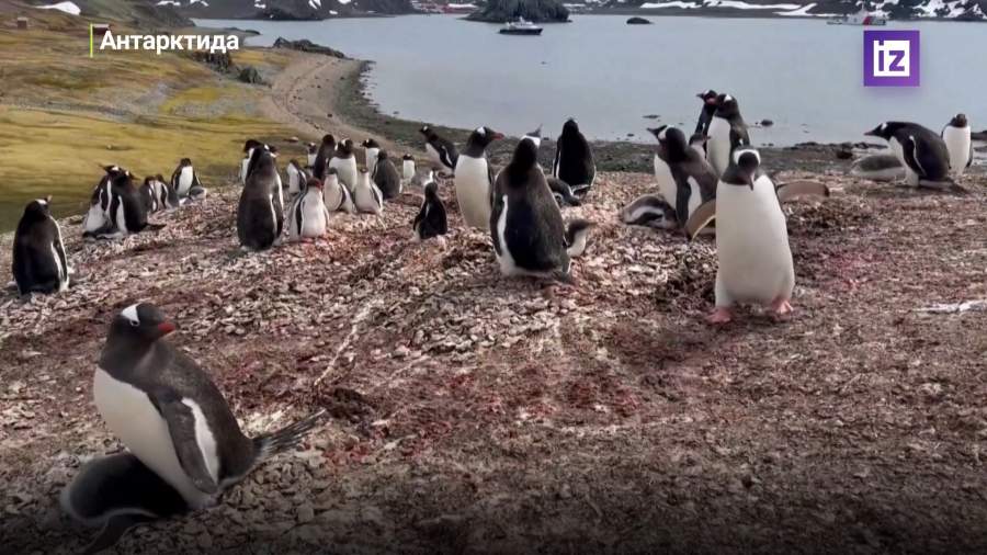 У побережья Антарктиды не замерз участок моря