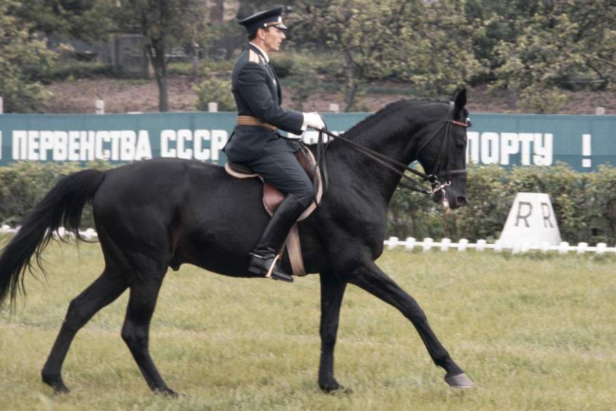 Лошадь 2017 году. День конника. День конника 2022.