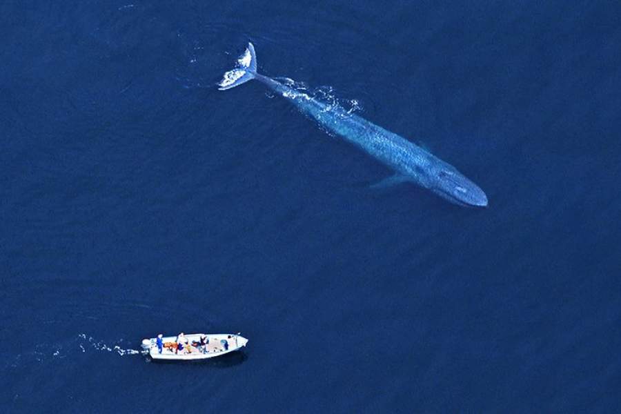 Кит и корабль фото Обитатели морских глубин Фотогалереи Известия