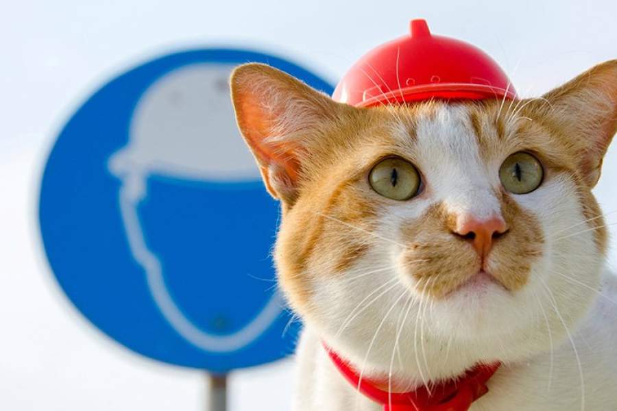 Кот в каске