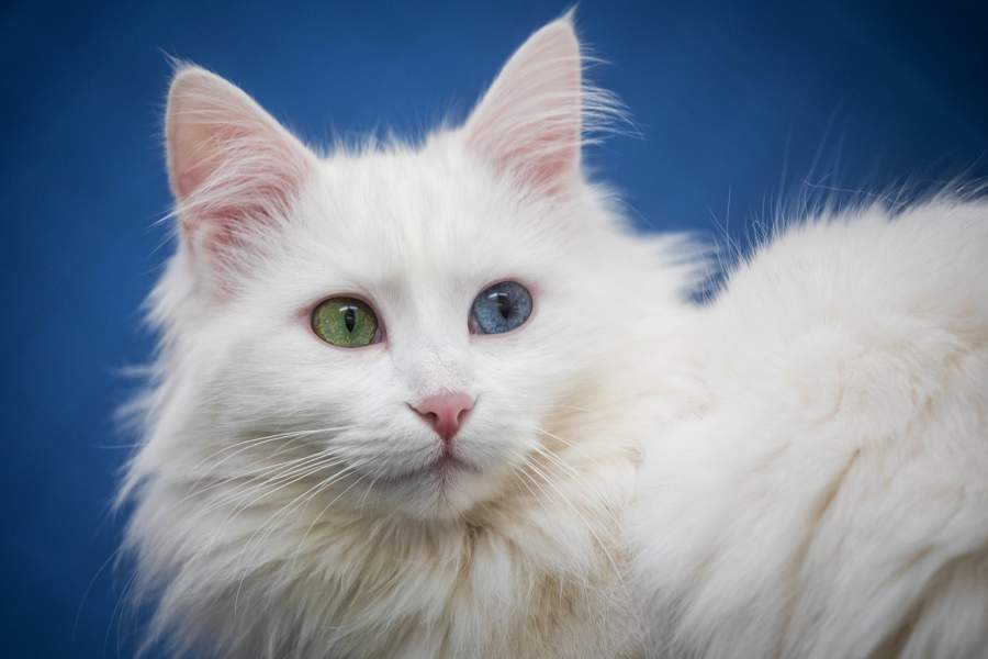 Ванская Кошка Фото